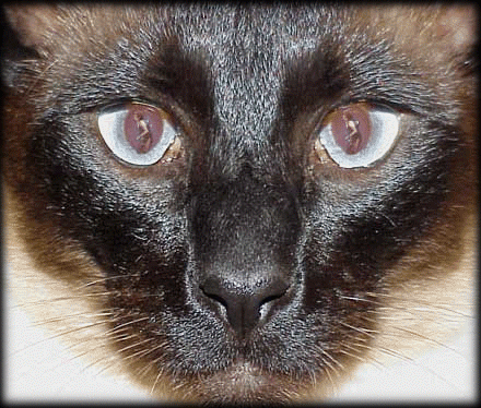 Siamese cat eyes